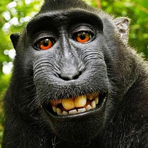 6 selfie monkey